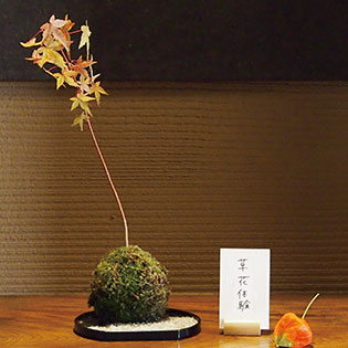 苔玉づくり体験